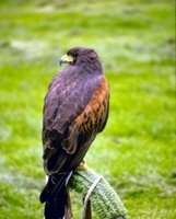 A bird sitting on top of a grass covered field, representing the natural host of West Nile Virus