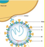 Diagram of SARS-CoV-2 structure and entry into host cell via ACE2 receptor