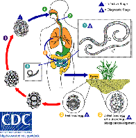 Ascaris lumbricoides life cycle