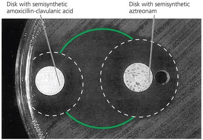Synergism between two antimicrobial agents