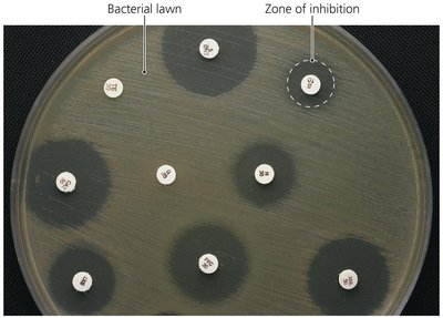 Kirby-Bauer test showing zones of inhibition