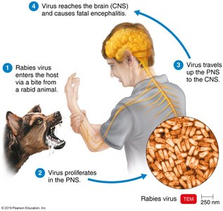 Rabies virus transmission and progression