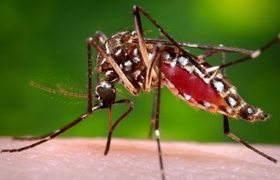 Mosquito, vector for arboviral encephalitis