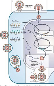 Replication cycle of an animal virus