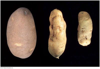 Potato tubers affected by viroids