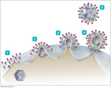 Budding of enveloped virus from host cell