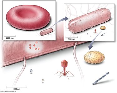 Size comparison of viruses, bacteria, and cells