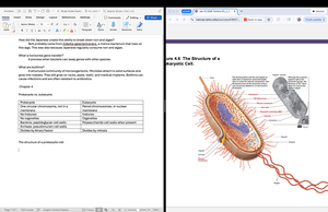 Structure of a prokaryotic cell