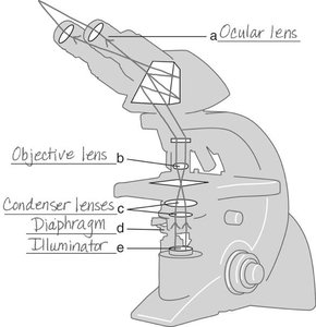 Diagram of a compound light microscope showing the path of light through the illuminator, diaphragm, condenser lenses, objective lens, and ocular lens.