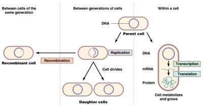 Diagram showing recombination, replication, and gene expression in microbial cells
