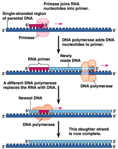 Primase and DNA polymerase action during replication