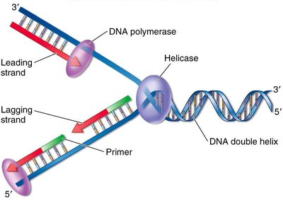 Leading and lagging strand synthesis at the replication fork