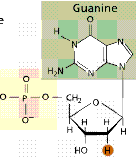 RNA polymerase synthesizing mRNA from DNA template