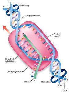 Eukaryotic transcription initiation with TATA box and transcription factors