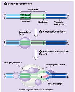 Elongation phase of transcription