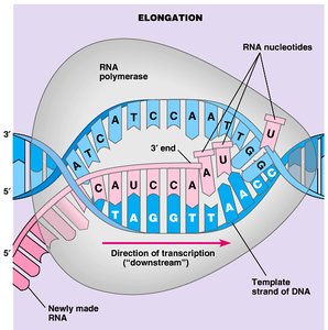 mRNA structure with cap, coding segment, and poly-A tail