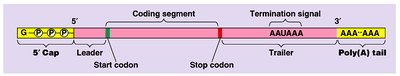 RNA splicing: removal of introns from pre-mRNA