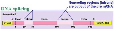 mRNA after splicing: exons joined, introns removed