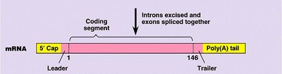 Exons code for protein domains