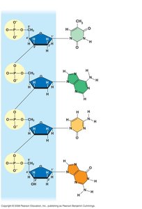 DNA nucleotides with sugar, phosphate, and base