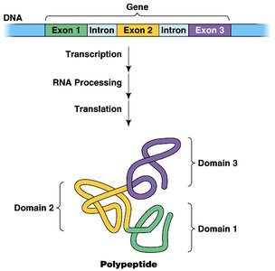 Genetic code table showing codons and amino acids