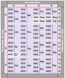 Transcription and translation overview