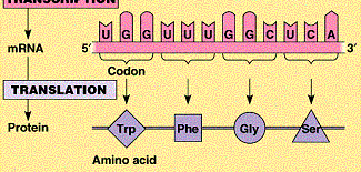 tRNA structure and function