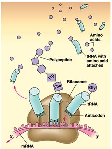 tRNA three-dimensional structure and anticodon