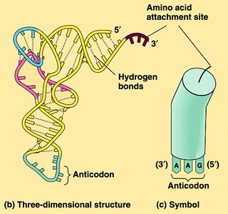 Ribosome with mRNA and tRNA binding sites