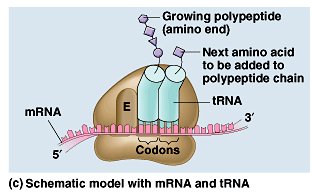 Translation initiation complex with ribosome and tRNA