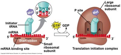 Translation elongation: peptide bond formation and translocation