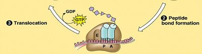 Translation elongation: ribosome ready for next tRNA