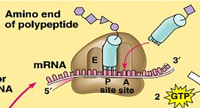 Missense mutation example in translation