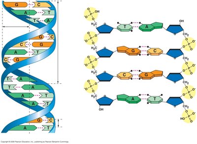 DNA double helix and base pairing