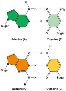 Hydrogen bonding between DNA bases