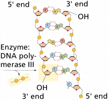 DNA replication showing 5' and 3' ends and DNA polymerase III