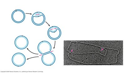 Plasmid recombination in bacteria