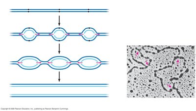 Homologous recombination in DNA