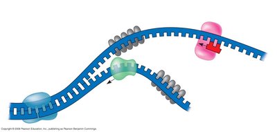 Replication fork with helicase, primase, and single-strand binding proteins