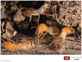 Termites as an example of symbiosis