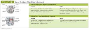Table of resident microbiota in urinary and reproductive systems