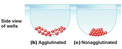 Agglutinated vs non-agglutinated wells