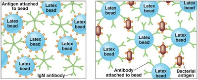 Indirect agglutination with latex beads
