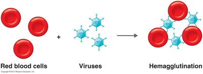 Hemagglutination of red blood cells by viruses