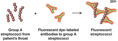 Direct fluorescent antibody test for streptococci