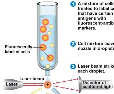 FACS process: labeling, sorting, and detection