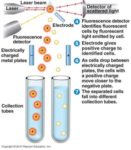 FACS: separation of cells into collection tubes