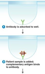Direct ELISA: antibody adsorption and antigen binding