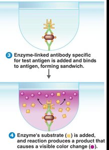 Direct ELISA: detection antibody and substrate reaction