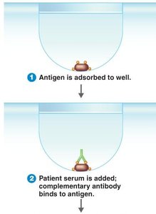 Indirect ELISA: antigen adsorption and antibody binding